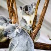 Australien Album